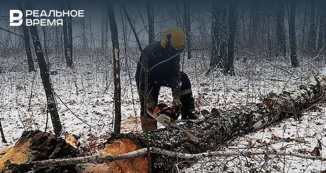 В Татарстане в 2019 году удалось сократить погибшие лесные насаждения почти на 32 тыс. га.