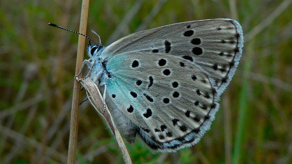 Ученый из СПбГУ рассказал о печальной судьбе проснувшихся от теплой зимы бабочек