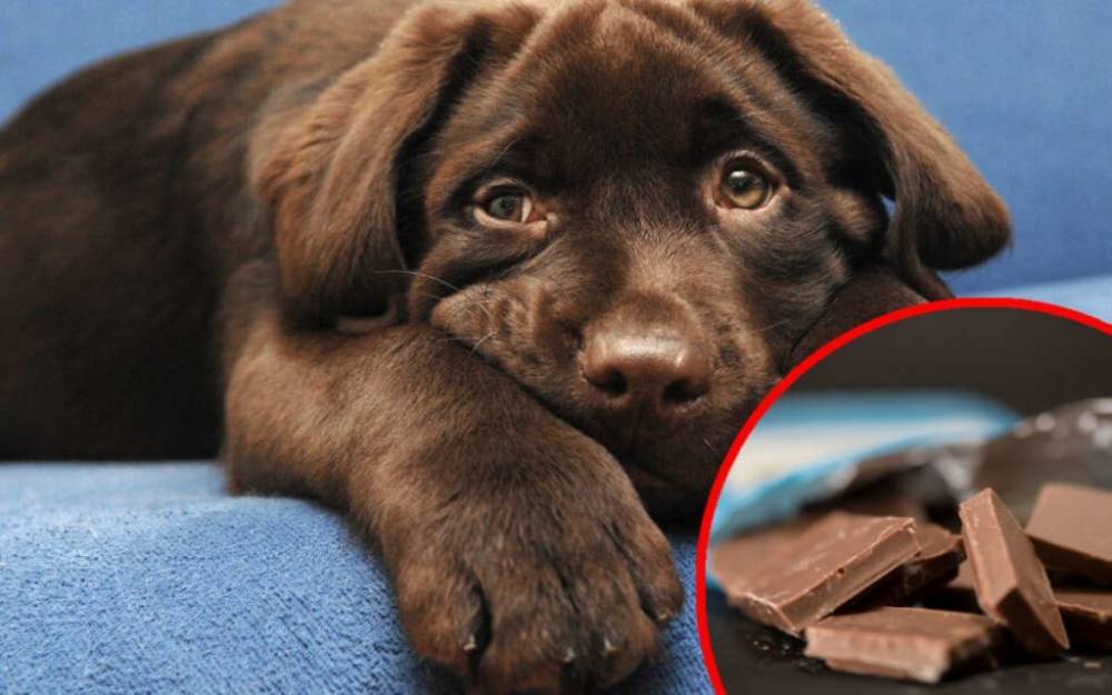 Столько съеденного шоколада является для собаки смертельно опасной дозой