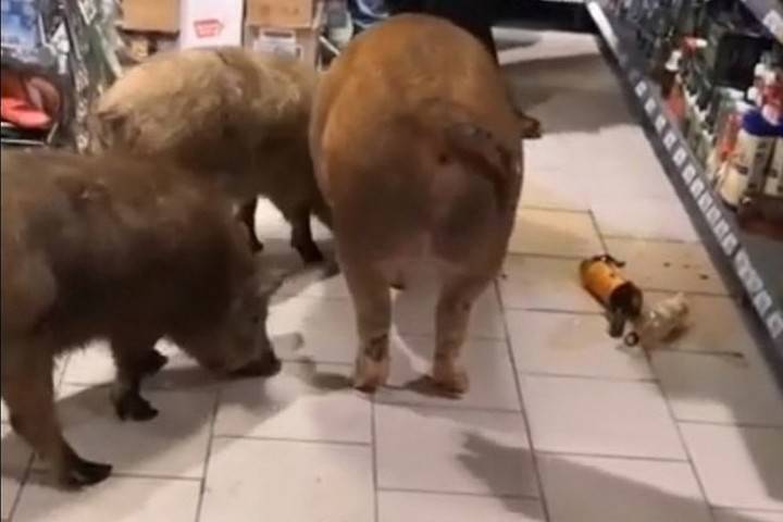 В Тюмени три свиньи ворвались в супермаркет и выпили коньяк