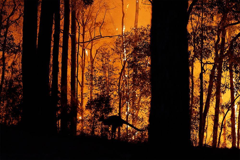Исполнитель роли Тора дал $1 млн на борьбу с пожарами в Австралии
