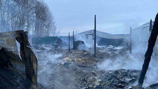Восемь человек погибли при пожаре в тепличном комплексе в Подмосковье