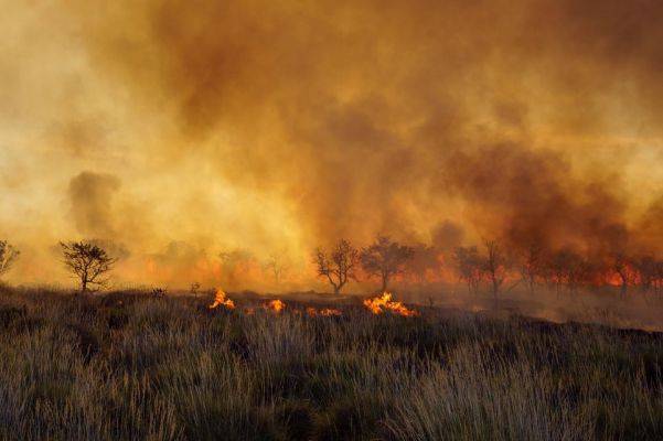 В охваченной пожарами Австралии начали убивать верблюдов