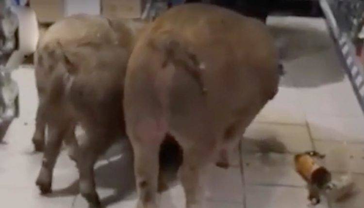 В Тюмени свиньи пробрались в продуктовый магазин и выпили коньяк