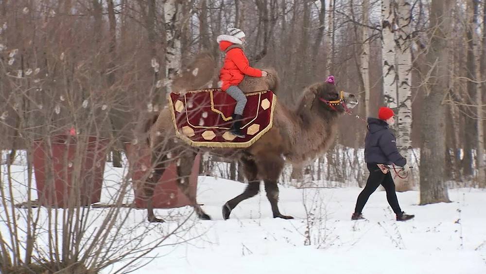 Верблюдица Люся стала героиней Нового года в Архангельске