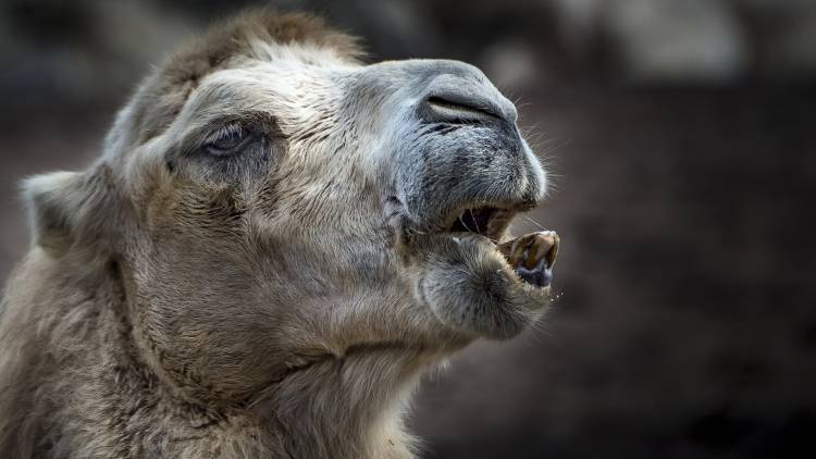 Племена Австралии отстреляют 10 тысяч верблюдов ради сохранения популяции