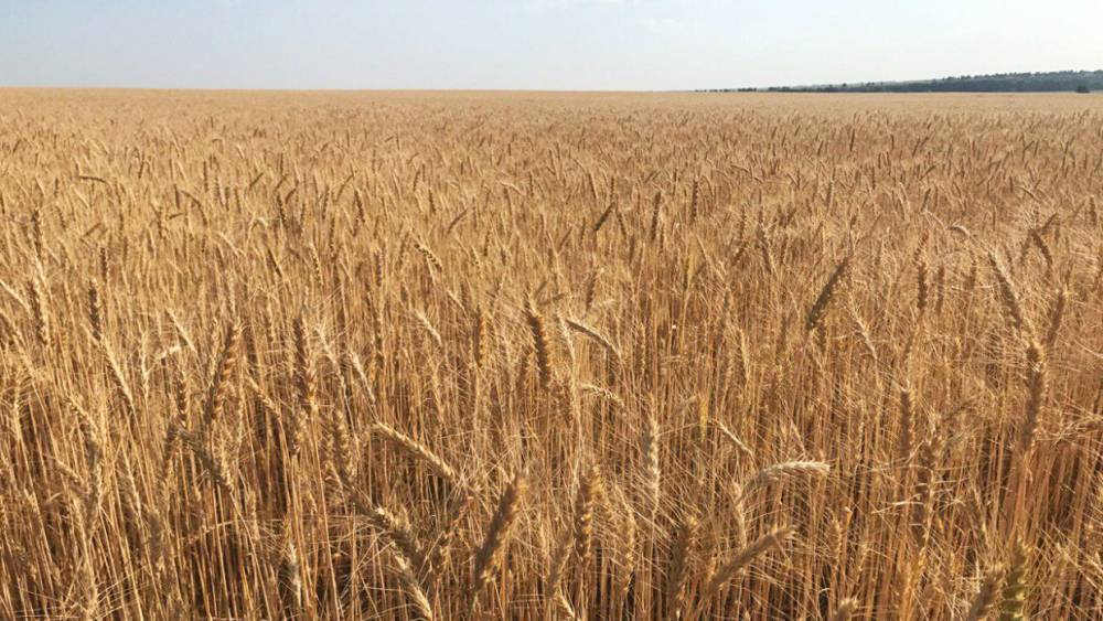 225 проверок зерна провел Россельхознадзор в Псковской области