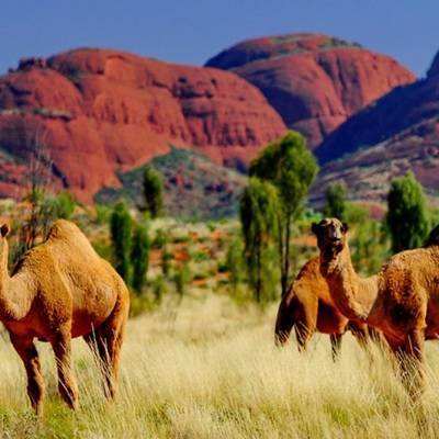 Власти штата Южная Австралия приняли решение об отстреле 10 тысяч диких верблюдов