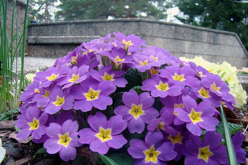 Петербуржцы заметили на улицах города появление весенних цветов