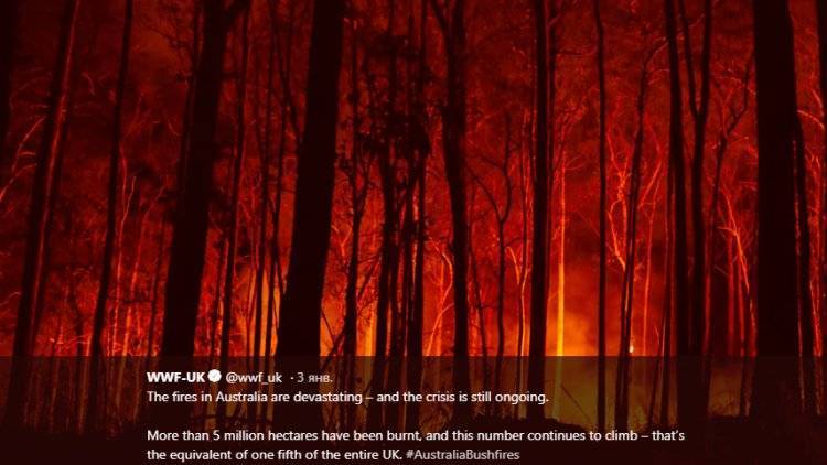 Жертвами лесных пожаров в Австралии стали более миллиарда животных