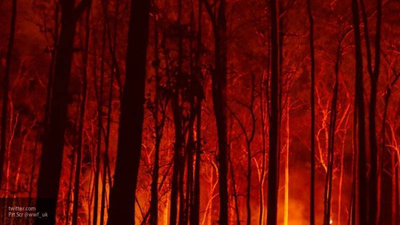 Более миллиарда животных погибли в Австралии из-за лесных пожаров