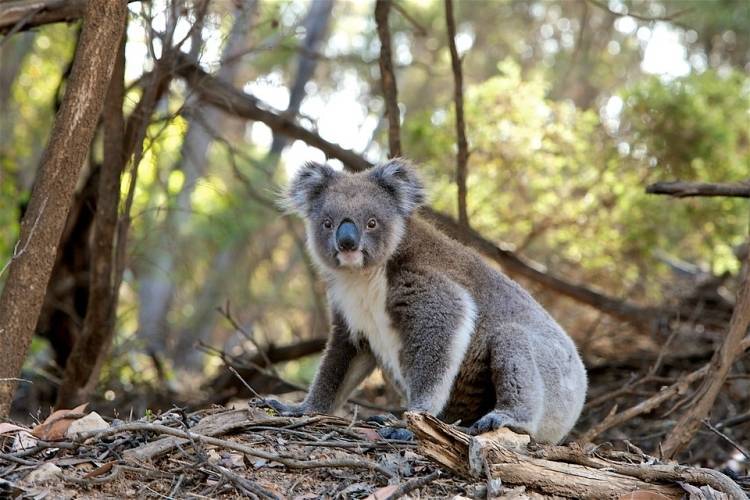 Более миллиарда австралийских животных погибли в лесных пожарах