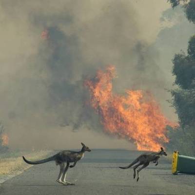 Более миллиарда животных погибли в результате лесных пожаров в Австралии