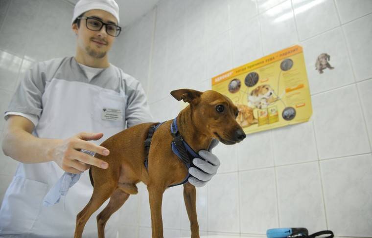 Ветеринары напомнили о действиях после укуса животного