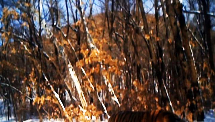 Экологи: тигры Павлик и Елена встретили Новый год в Амурской области