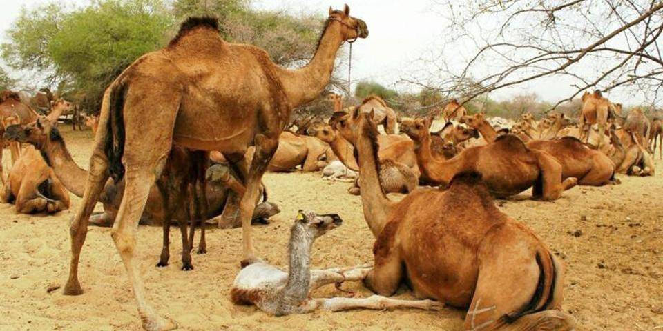 Партия "Зеленая альтернатива" обратилась к властям Австралии с просьбой не убивать тысячи верблюдов