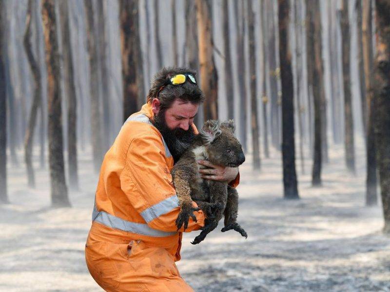 В австралийских пожарах погибло более миллиарда животных