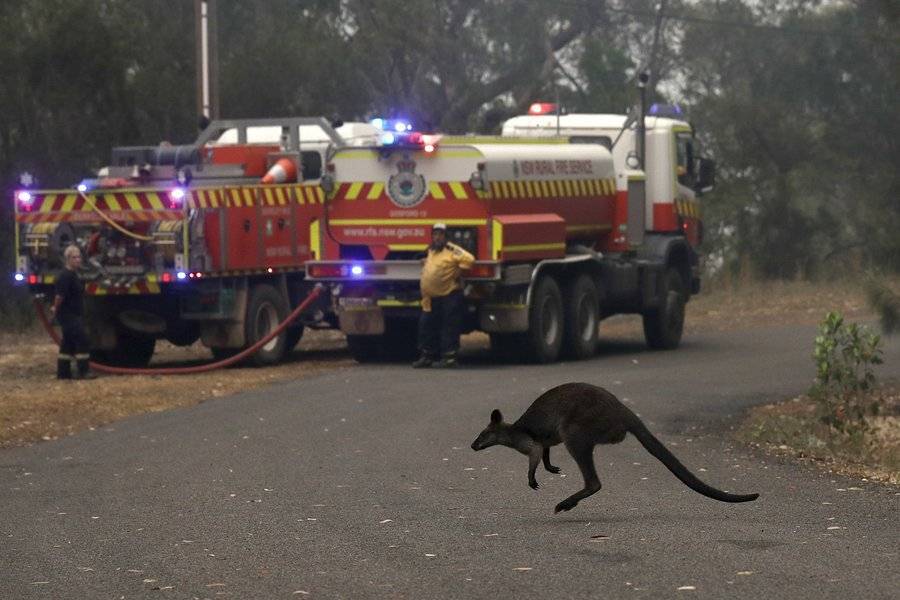 Более миллиарда животных погибло из-за лесных пожаров в Австралии