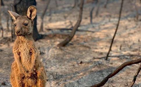 В Австралии из-за пожаров погибло более миллиарда животных