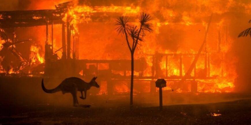 Лесные пожары в Австралии привели к гибели более миллиарда животных