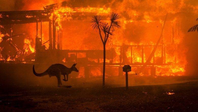 В Австралии более миллиарда животных погибли из-за лесных пожаров