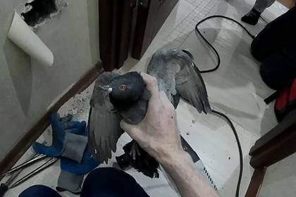 В российском городе ради спасения голубя пробили стену