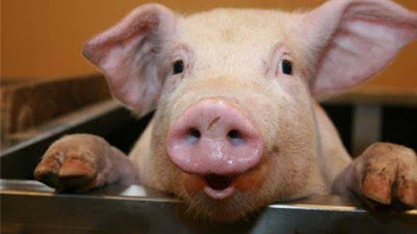 Тюменские свиньи устроили "пьяный дебош" в супермаркете: разбили и выпили коньяк