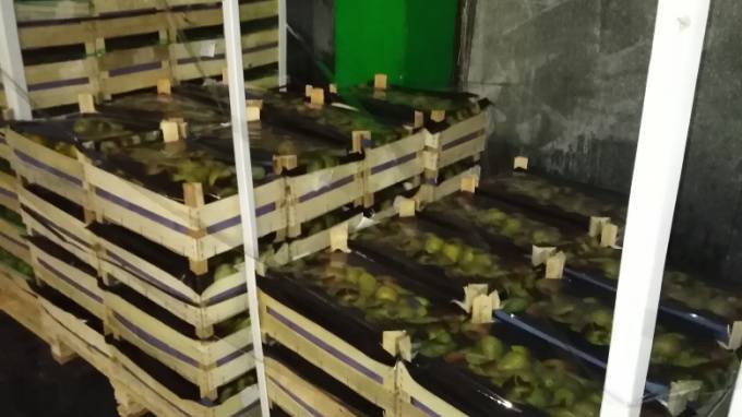 Пять тонн польских груш не попали на праздничный стол петербуржцев