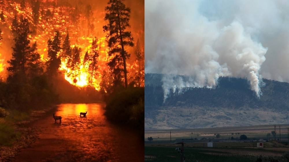 Заслуженный эколог России рассказал, как спасти Австралию от разрушительных лесных пожаров