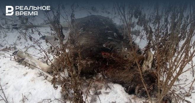 В Татарстане браконьеры ради забавы застрелили трех лосей, двух косуль и кабана