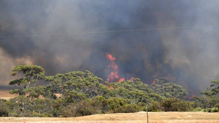 Пожары в Австралии унесли жизни свыше миллиарда животных