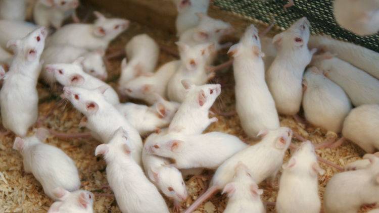 В год Крысы с грызунами: в Крыму увеличилась популяция мышей
