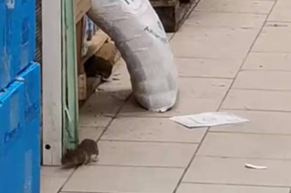 В Москве закроют магазин «Пятёрочка» из-за нашествия крыс