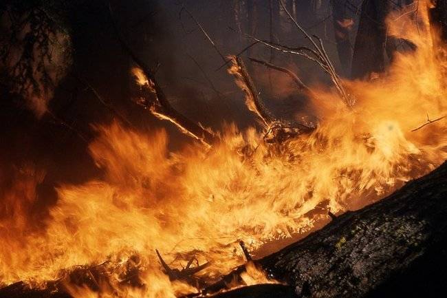 Эколог дал совет, как спасти Австралию от лесных пожаров