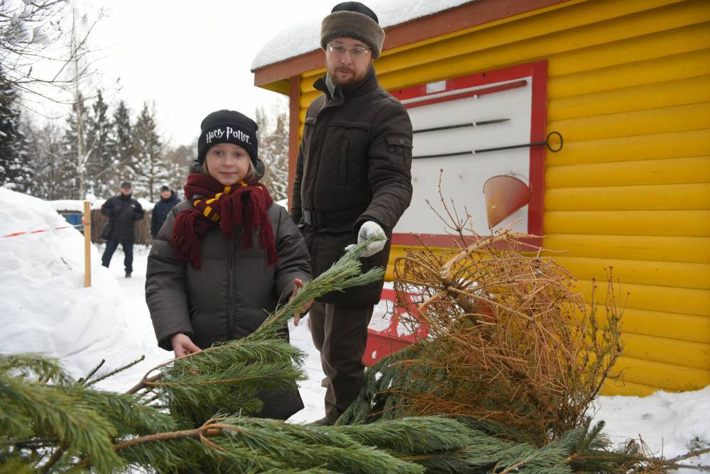 Площадки по приему отслуживших новогодних елок откроют в Петербурге