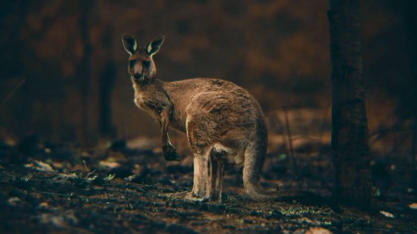 Более миллиарда животных погибли из-за пожаров в Австралии