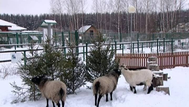 Жителям Ярославля предлагают подарить зоопарку новогодние елки