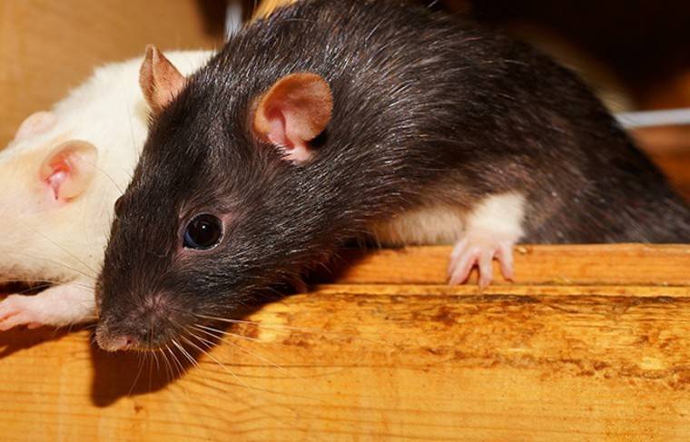 Крысы заполонили московский продуктовый магазин