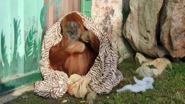 Животным в зоопарке Кирьят-Моцкина раздали теплые одеяла