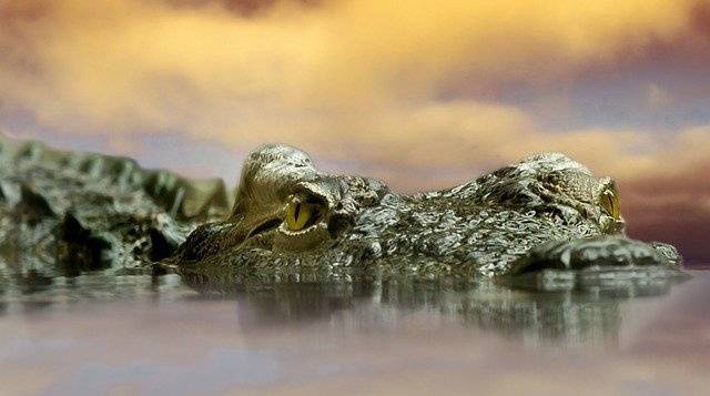 На Алтае браконьер выловил в реке крокодила