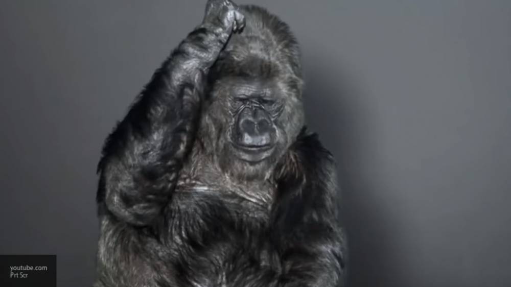 Биологи назвали причину здоровья костей у пожилых горилл