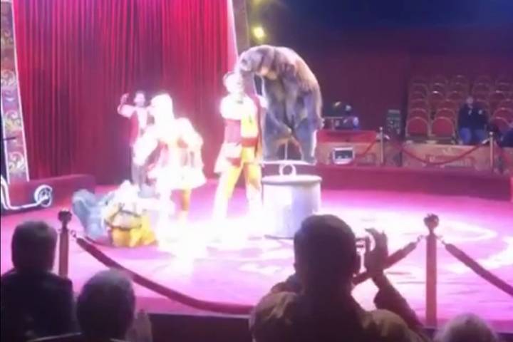 В Подмосковье цирковой медведь напал на мужчину с ребенком