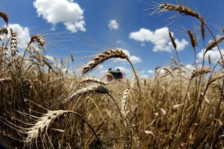 Египет стал крупнейшим импортером российской пшеницы