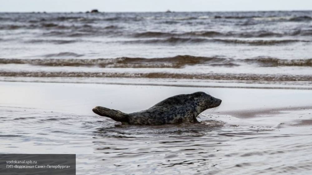 Работники лесничества начали рейд после убийства тюлененка на Сахалине
