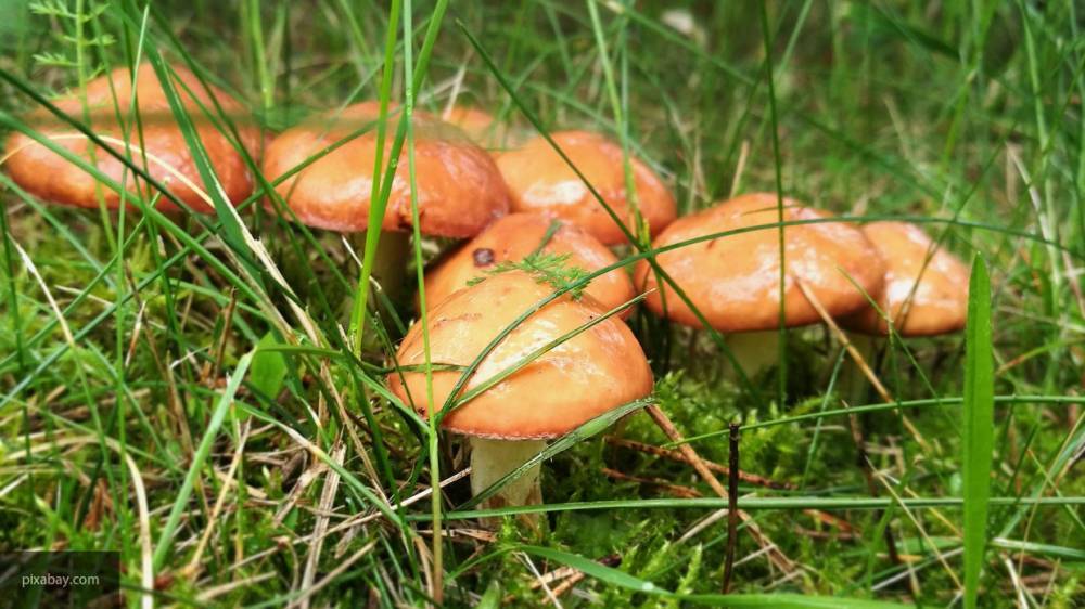 Россияне нашли связь между урожаем грибов и новой войной