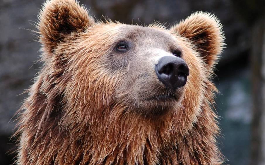 Житель Башкирии подружился с бурым медведем