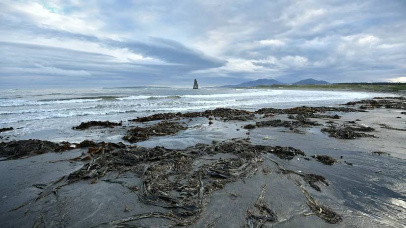 Учёные назвали токсичные водоросли причиной произошедшего на Камчатке