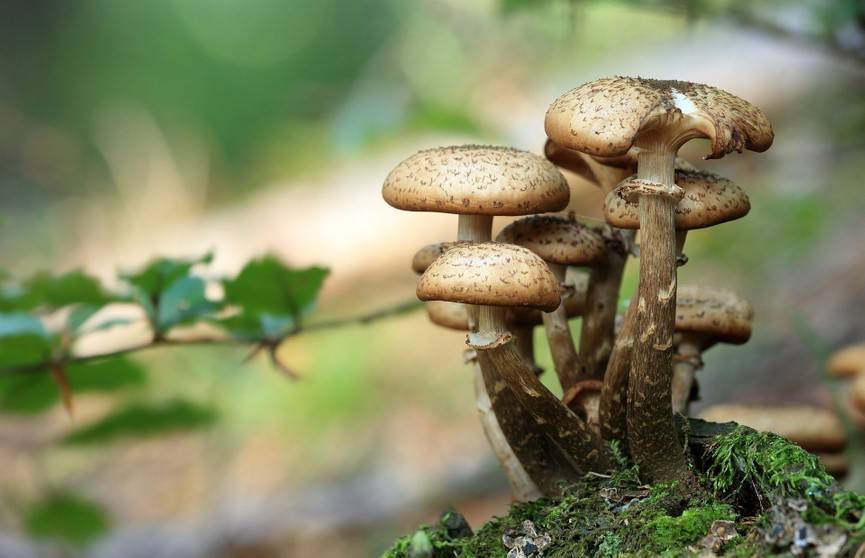 Случаи отравлений грибами участились в Беларуси: уже зарегистрировано 36