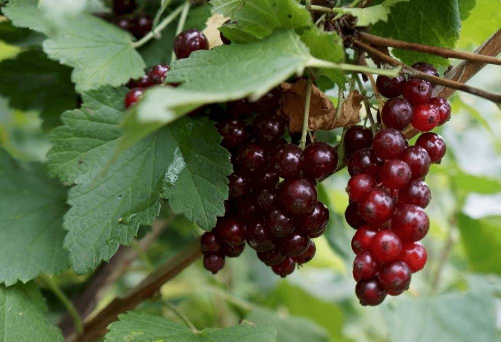 Красная смородина Вика (Виктория): описание, вкусовые качества плодов