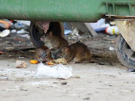 Жители Уфы сообщили о крысах в центре города